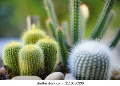Cacti mix. Succulent plant, macro detail, out of focus effect
