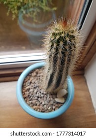 Cacti On An Internal Wooden Window Sill With Green And Concrete Exterior