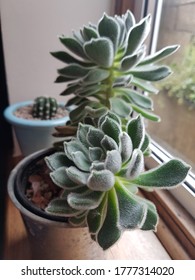 Cacti On An Internal Wooden Window Sill With Green And Concrete Exterior