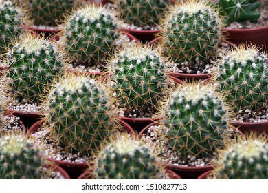 cacti pattern. cactus texture background. natural pattern of cactus leaves. natural green background. potted cactus.