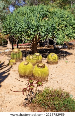 Cacti Plants on sand taken at a desert garden in a drought tolerant residential yard 