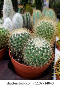 cacti in pots on the shelf