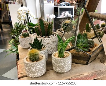 Cacti In Pots And A Terrarium