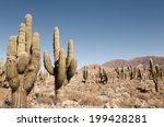 Cacti in Pucara de Tilcara - Jujuy - Argentina