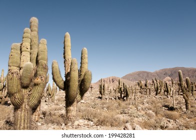 Cacti In Pucara De Tilcara - Jujuy - Argentina