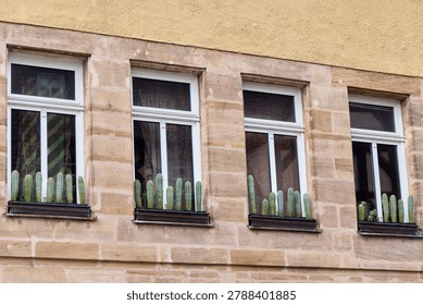 Cacti rows in pots on window sills of an old stone house facade.