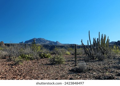 Cacti in the semi-desert of Baja California Sur, Mexico