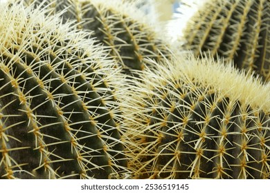 Cacti, succulents in the garden - Powered by Shutterstock