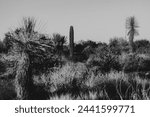 cacti in the sun in Arizona black and white cactus