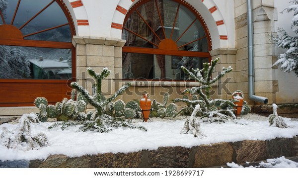 Cacti in\
winter in the Bachkovo Monastery in\
Bulgaria