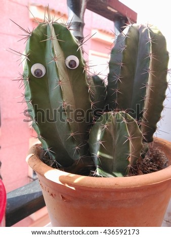 cactii