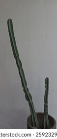 the cactii with the white background
