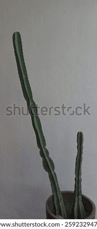 the cactii with the white background