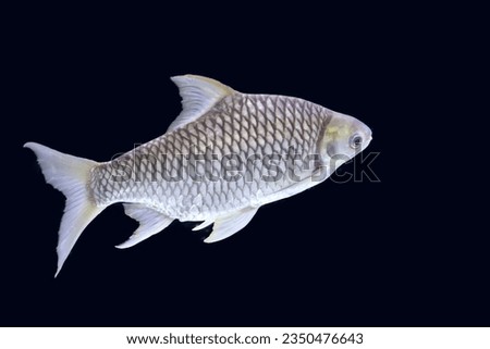   cactostomidae , cypriniformes ,
lctiobus bubalus fish