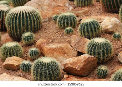 砂漠の植物images Stock Photos Vectors Shutterstock