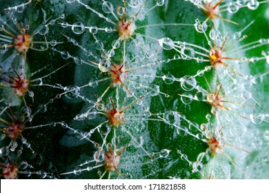 Cactus