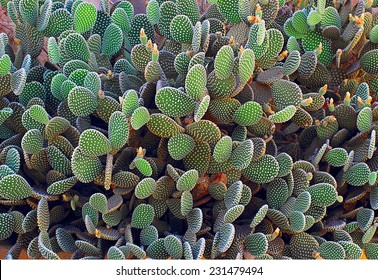 cactus - Powered by Shutterstock