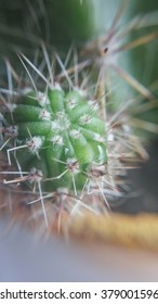 Cactus