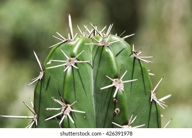 cactus
