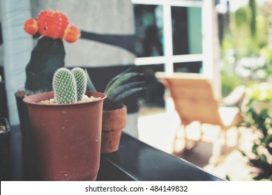 Cactus