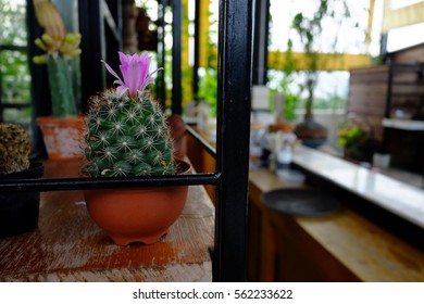 Cactus