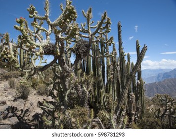 cactus
