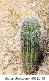 Cactus