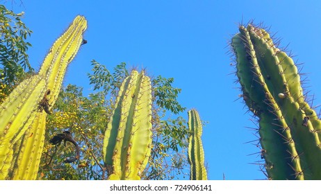 Cactus