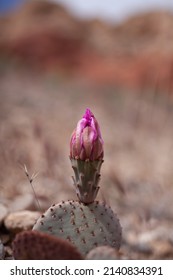 Cactus About To Bloom Despite The Harsh Environment