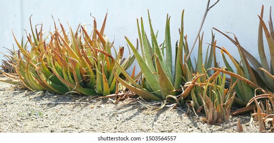 Cactus and aloe of Aruba flora and fauna