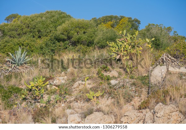 Cactus Aloe Vera Plant Grow Wild Stock Photo Edit Now 1306279558