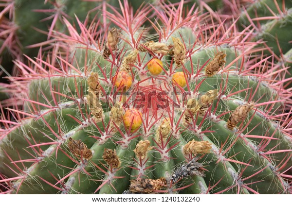 Cactus Anima Garden By Andre Heller Stock Photo Edit Now 1240132240