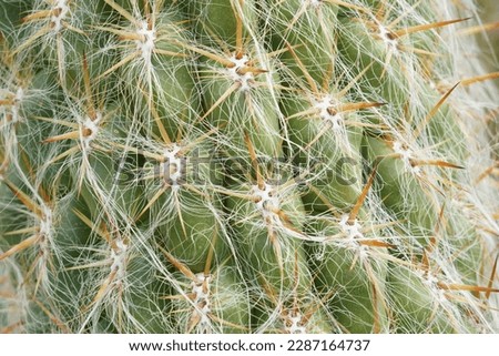 Cactus areoles with spines close-up. There are thick pointed thorns growing out of areole and fine white hair-like filaments  covering the plant. Suitable as nature theme background.  Stock photo © 