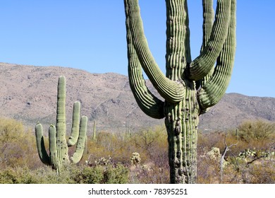 cactus' in arizona