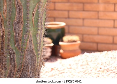 Cactus Arizona On A Very Hot Day