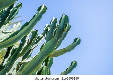 Cactus arms seen from below against a blue background of clear sky. The cacti are green and grow from left to center. 