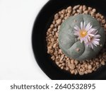 Cactus Astrophytum on white houseplant blurred background. Decor flower green garden dsert sideview.