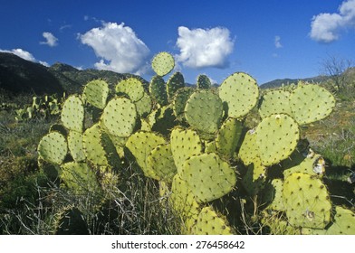 Cactus, AZ
