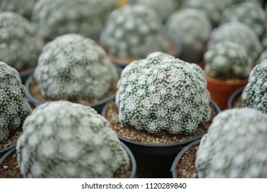 Cactus for background