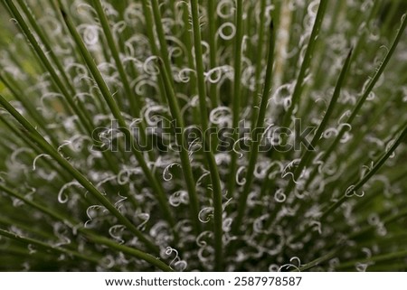 Cactus background. Closeup view of Agave filifera, also known as thread agave, green leaves with white stripes