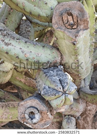 Cactus Background. Cactus clouse up. Cactus Macro. Cactus thorns