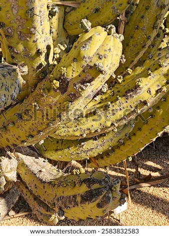 Cactus Background. Cactus clouse up. Cactus Macro. Cactus thorns