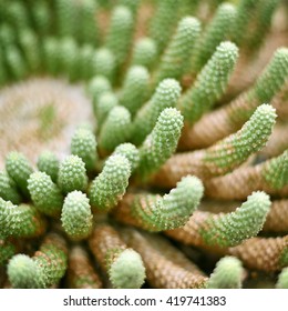 Cactus background with copy space and selective focus. Desert plant in the sunlight, macro shot. 