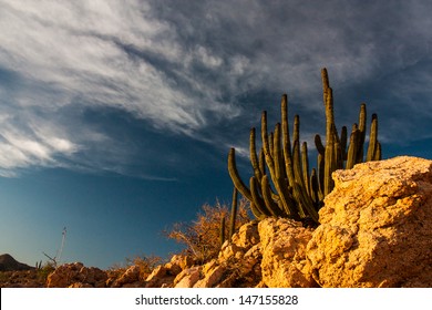 Cactus, Baja Mexico.