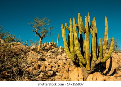 Cactus, Baja Mexico.