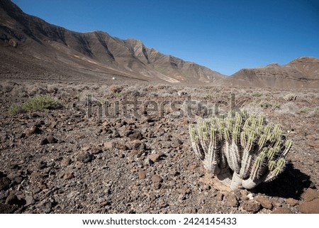 A cactus in a barren volcanic landscape near Morro Jable in the Jandia nature reserve on the way to Cofete, Canary Islands