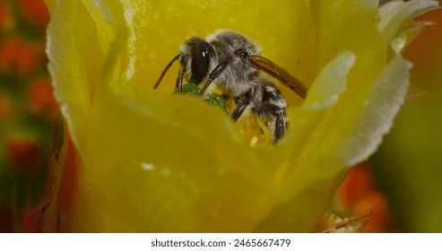 Cactus bee (diadasi) feeds on the nectar of a flowering prickly pear cactus. - Powered by Shutterstock