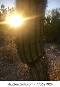 Cactus Black Canyon City, AZ