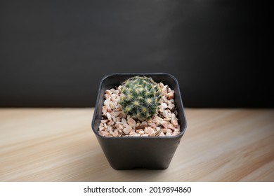 Cactus In A Black Plastic Pot Is Placed On A Slanted Table, Doing Woodwork In A Dark Background.