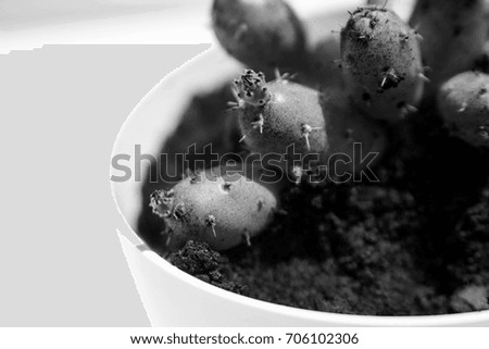 Cactus. Black and white desert plant. Tropical flower. Macro.
